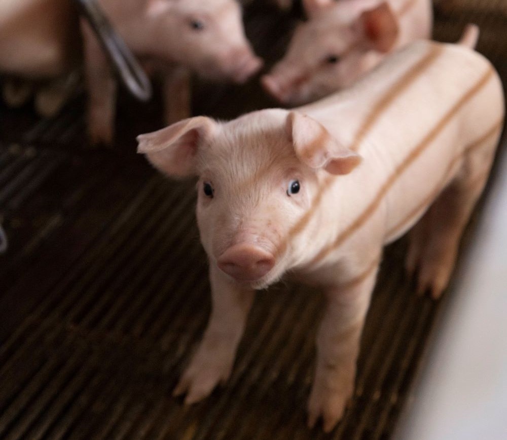 VẮC XIN PCV2d: GIẢI PHÁP HIỆU QUẢ VÀ TOÀN DIỆN CHO KIỂM SOÁT DỊCH BỆNH PCV2